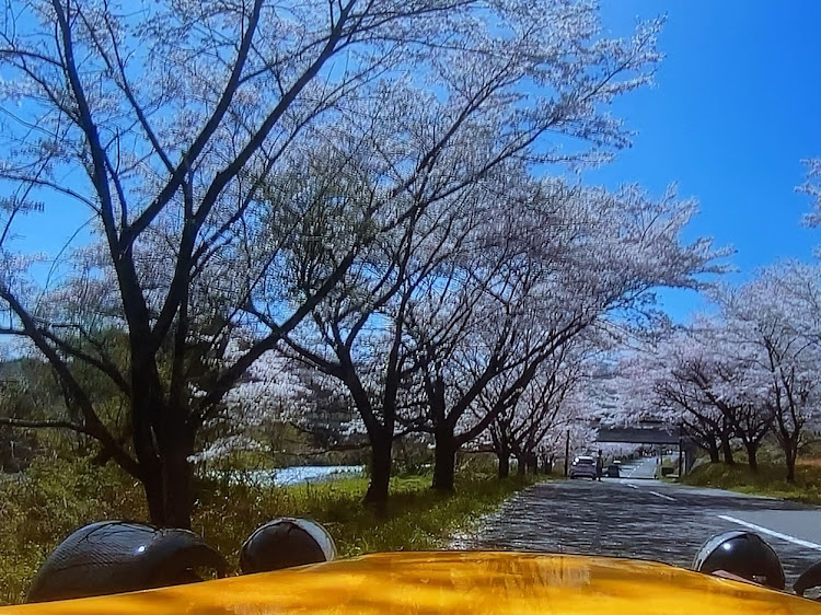 その他の霞埠頭・カラダボロボロ・花粉症なのにフルオープン・桜・ドライブに関するカスタム事例の投稿画像9枚目