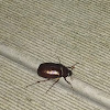 May beetle, June bug
