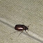 May beetle, June bug