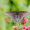 Eastern Black Swallowtail