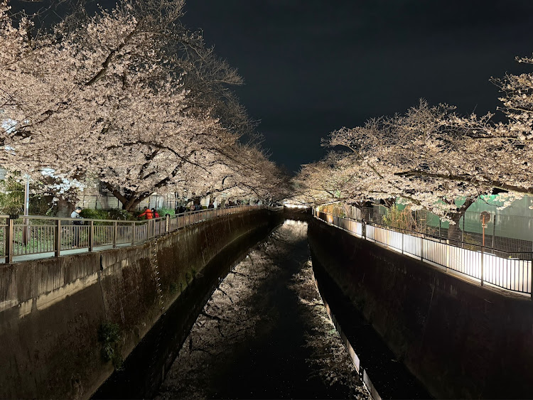 10ru♪(トール)さんが投稿した夜桜見物・お花見日和・毎年恒例の楽しみ・30年来の付き合い・マブダチとに関するカスタム事例の投稿画像2枚目