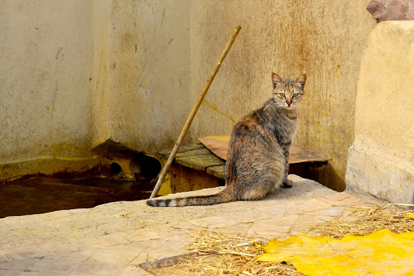 Le Chat  di SDF