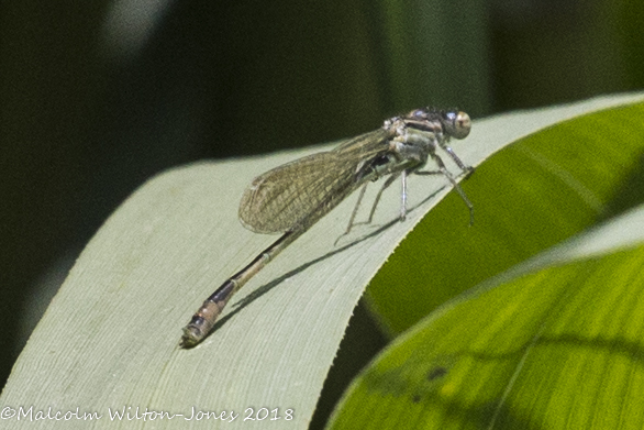 Dragonfly