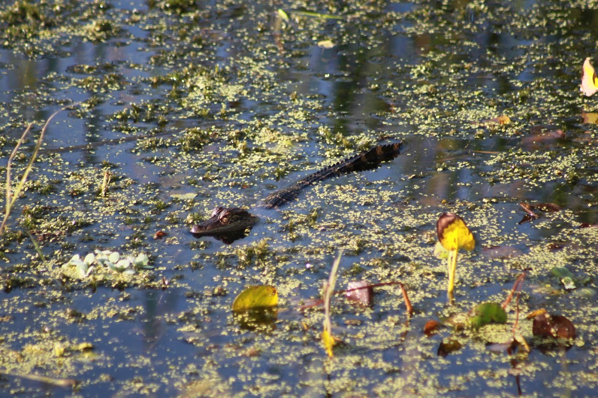 American Alligator