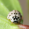 Ashy Grey ladybird