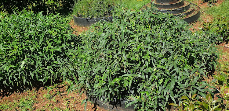 A vertical vegetable garden at Itumbo area of Vihiga County.