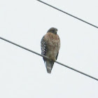 Red-shouldered Hawk