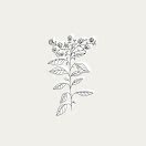 Floral Botanical - Instagram Highlight item