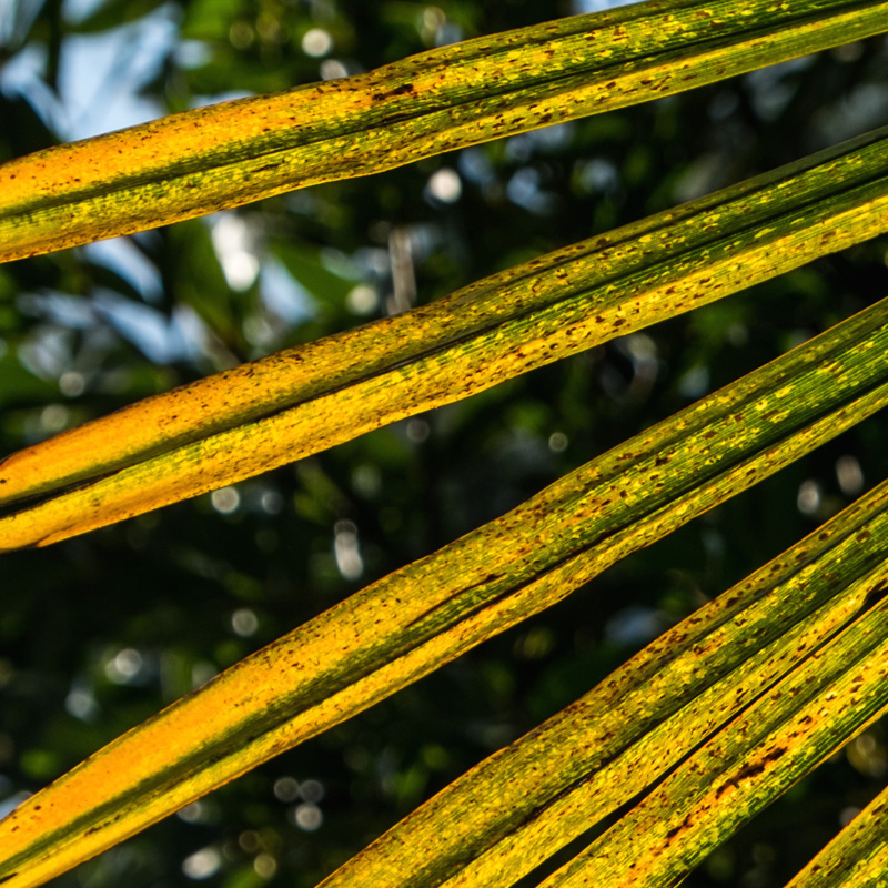 Verde e giallo di An Tonia