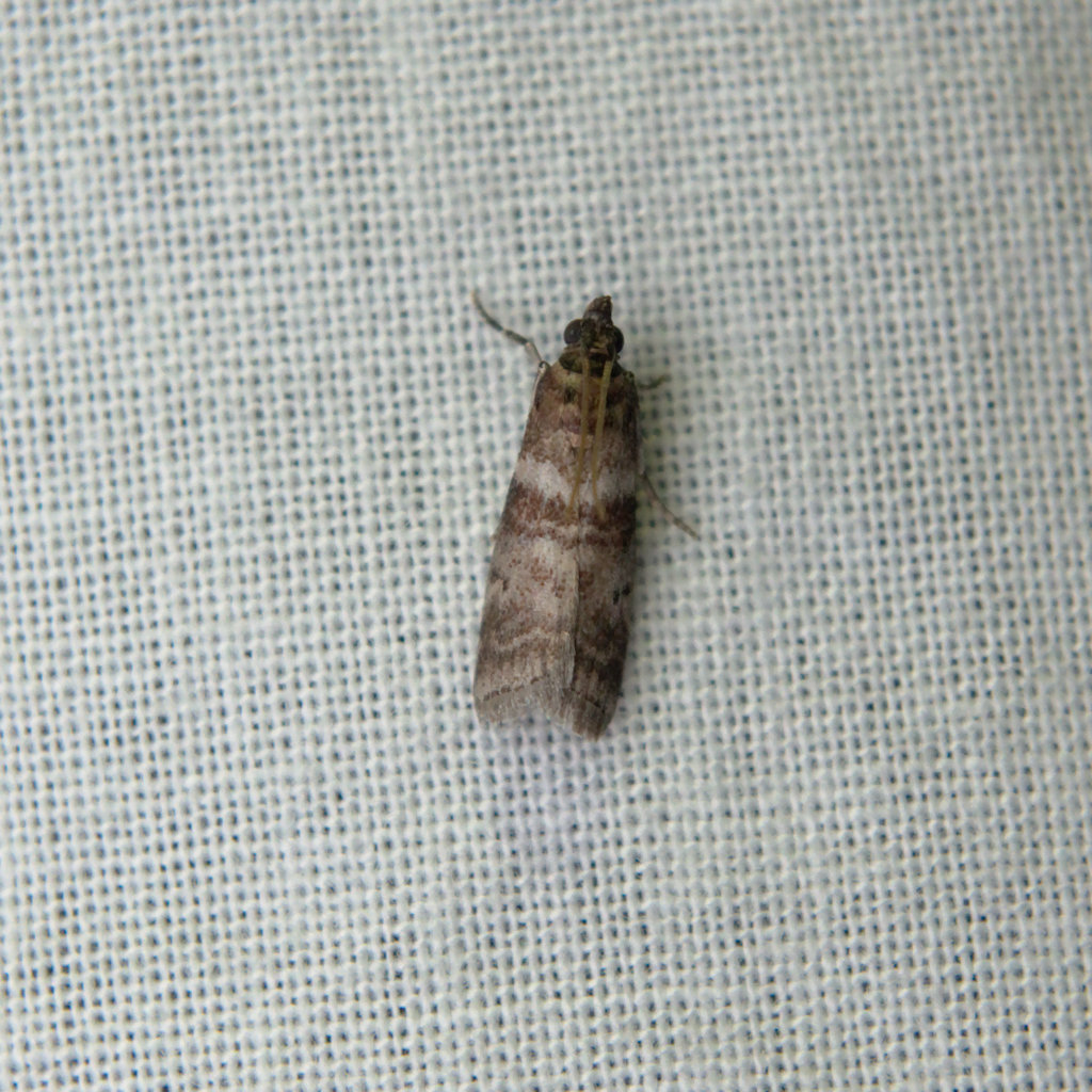 Sweetgum Leafroller Moth