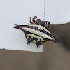 Oriental Spiny Orb-Weaver