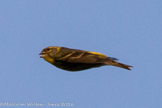 Serin; Verdecillo