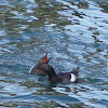 Pigeon Guillemot