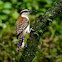 Rufous-naped Wren