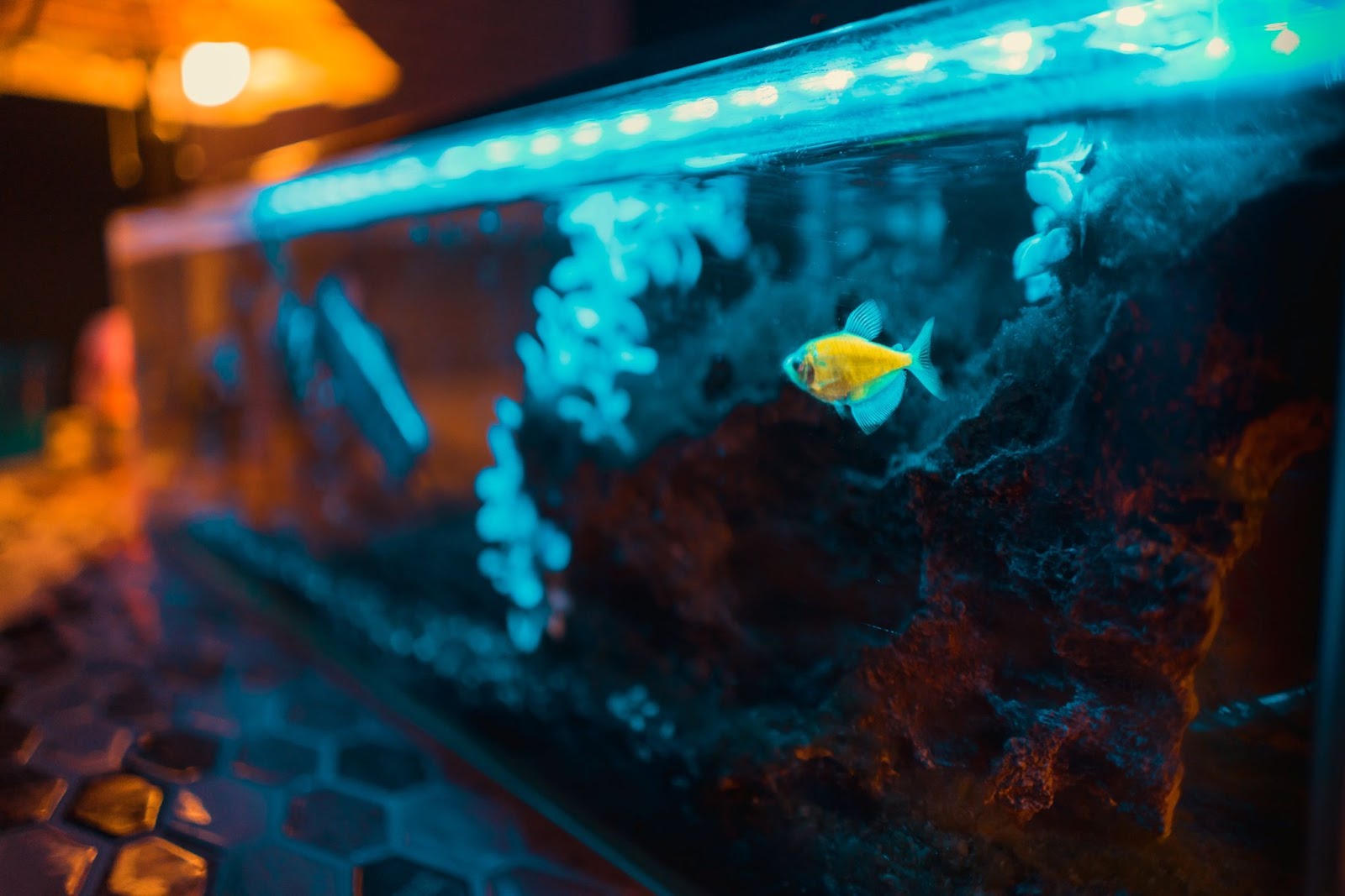 aquarium shops 