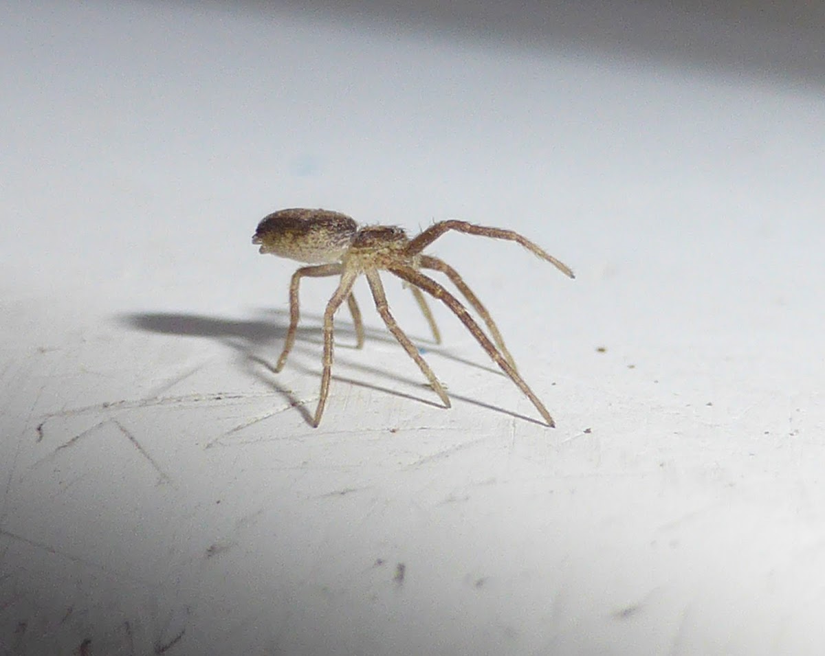 Running Crab Spider