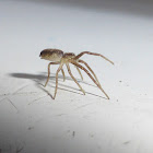 Running Crab Spider