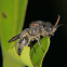 Velvet ant (male)