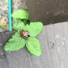 Colorado potato beetle