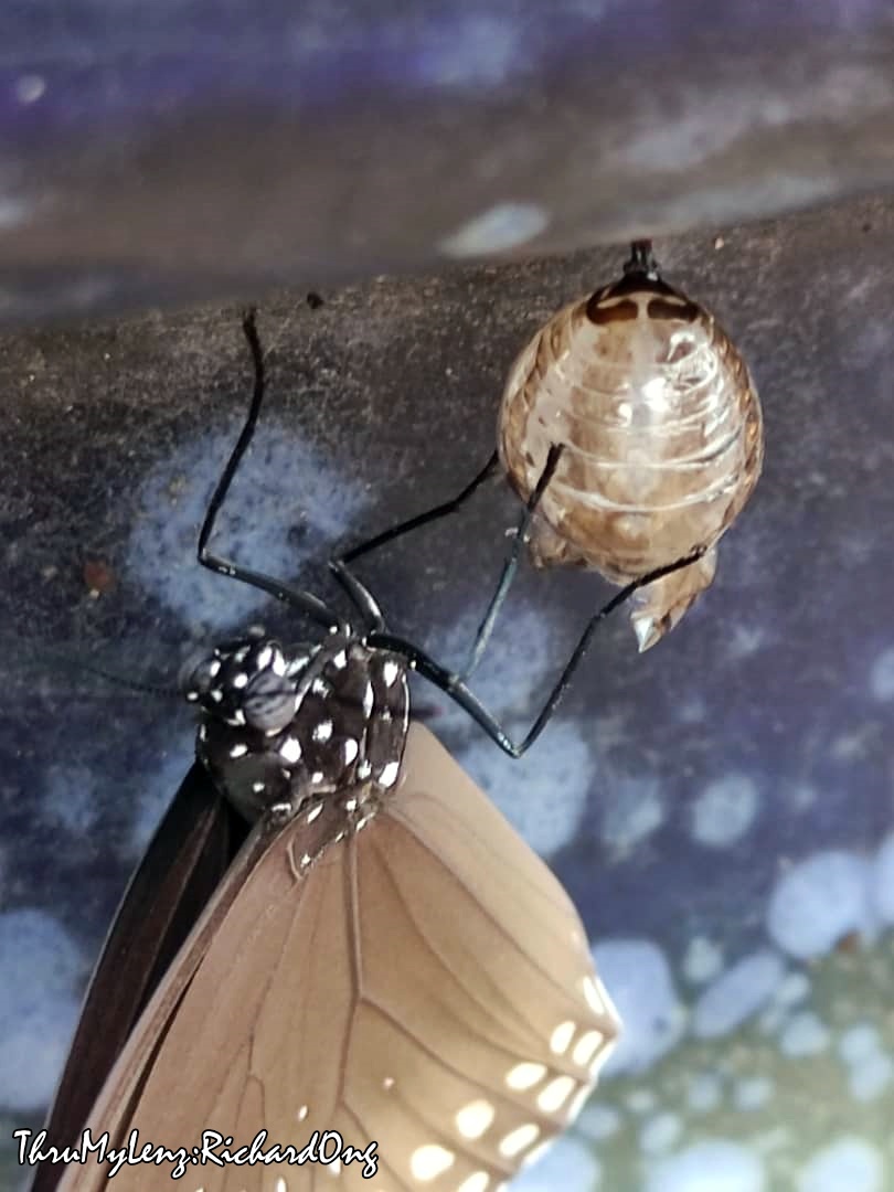 Common Crow Butterfly