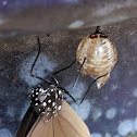 Common Crow Butterfly