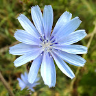 Chicory