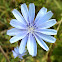 Chicory