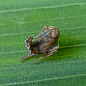 Leafhopper Nymph