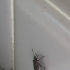 Eastern Boxelder Bug