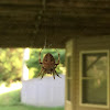 Spotted Orbweaver/Barn Spider
