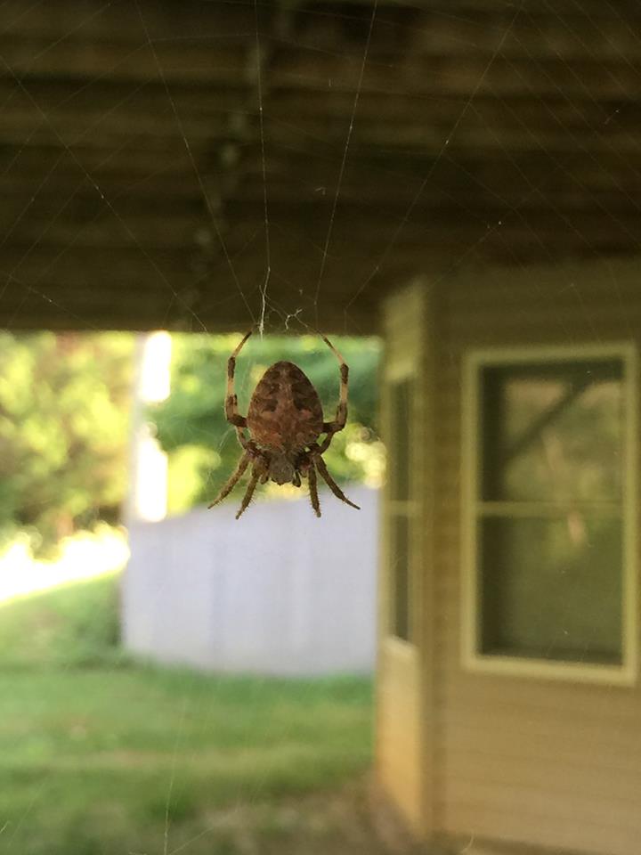 Spotted Orbweaver/Barn Spider