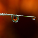 Water drops on leaves