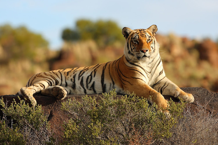 You'll have the chance to photograph wild tigers in a variety of striking natural settings at Tiger Canyon Private Game Reserve.