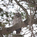 Barred owl