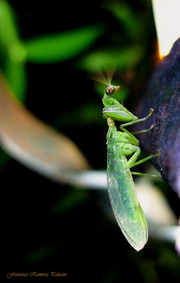 Green Mantisfly(Mantidfly)