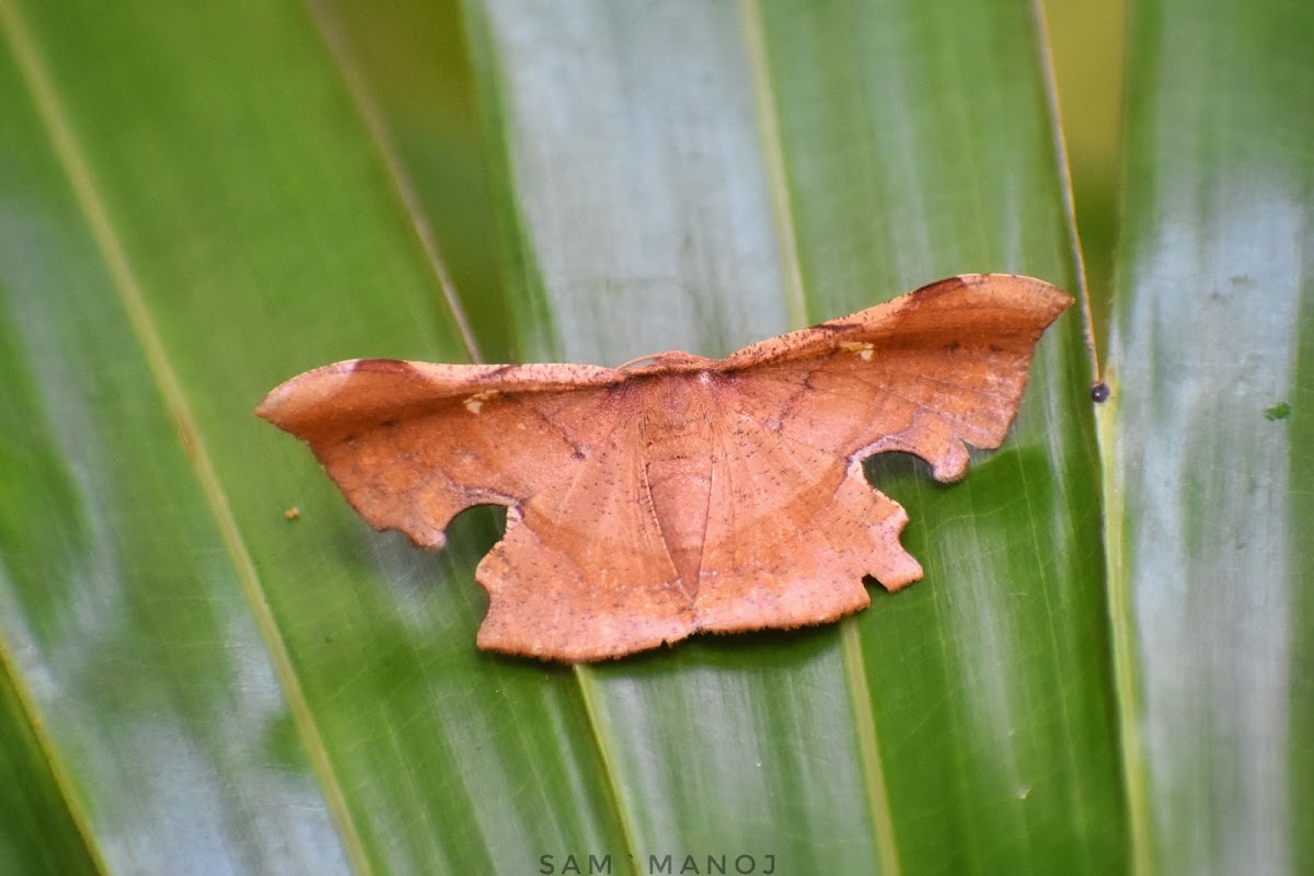 Geometrid Moth