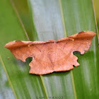 Geometrid Moth