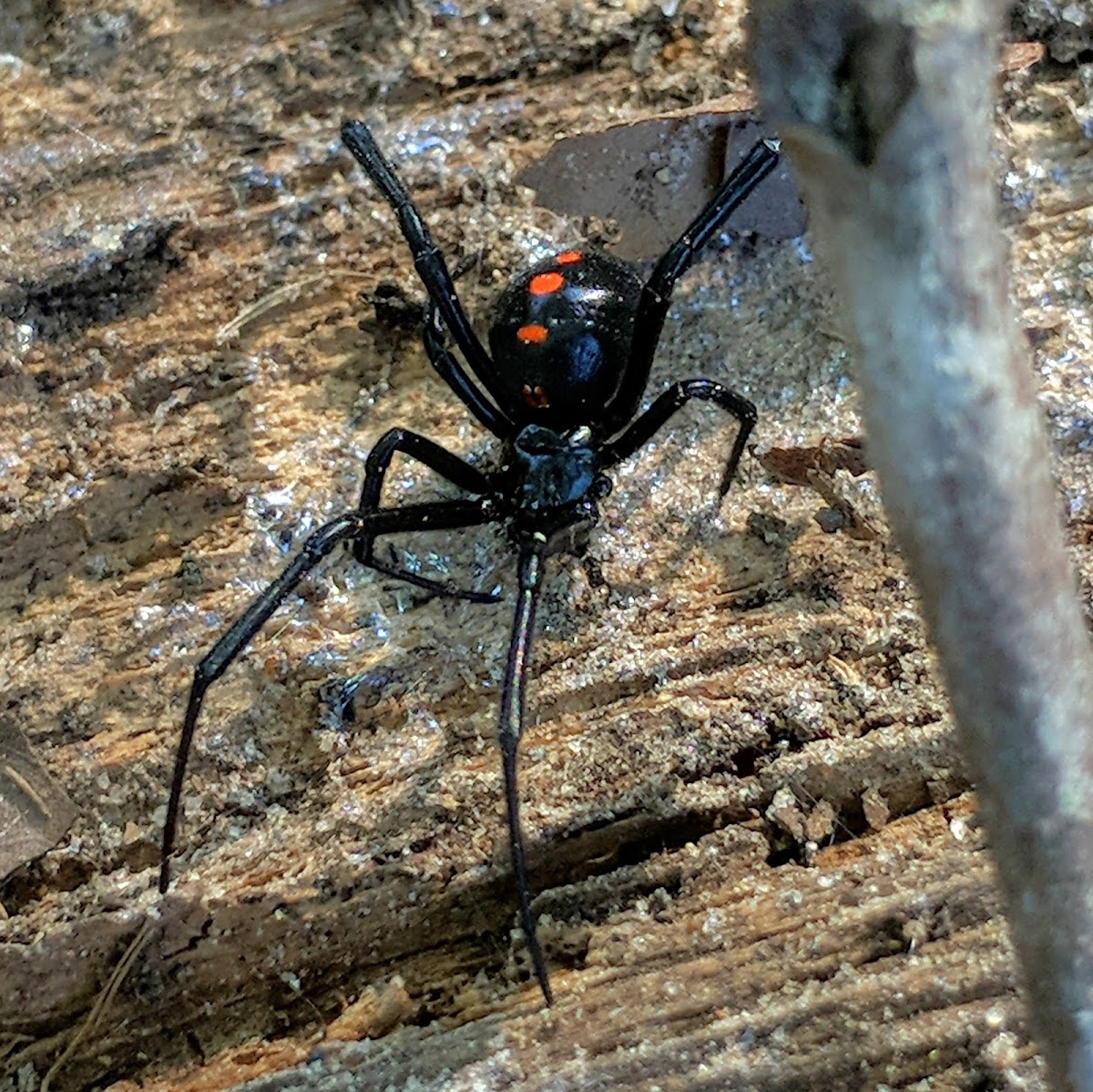 Southern Black Widow