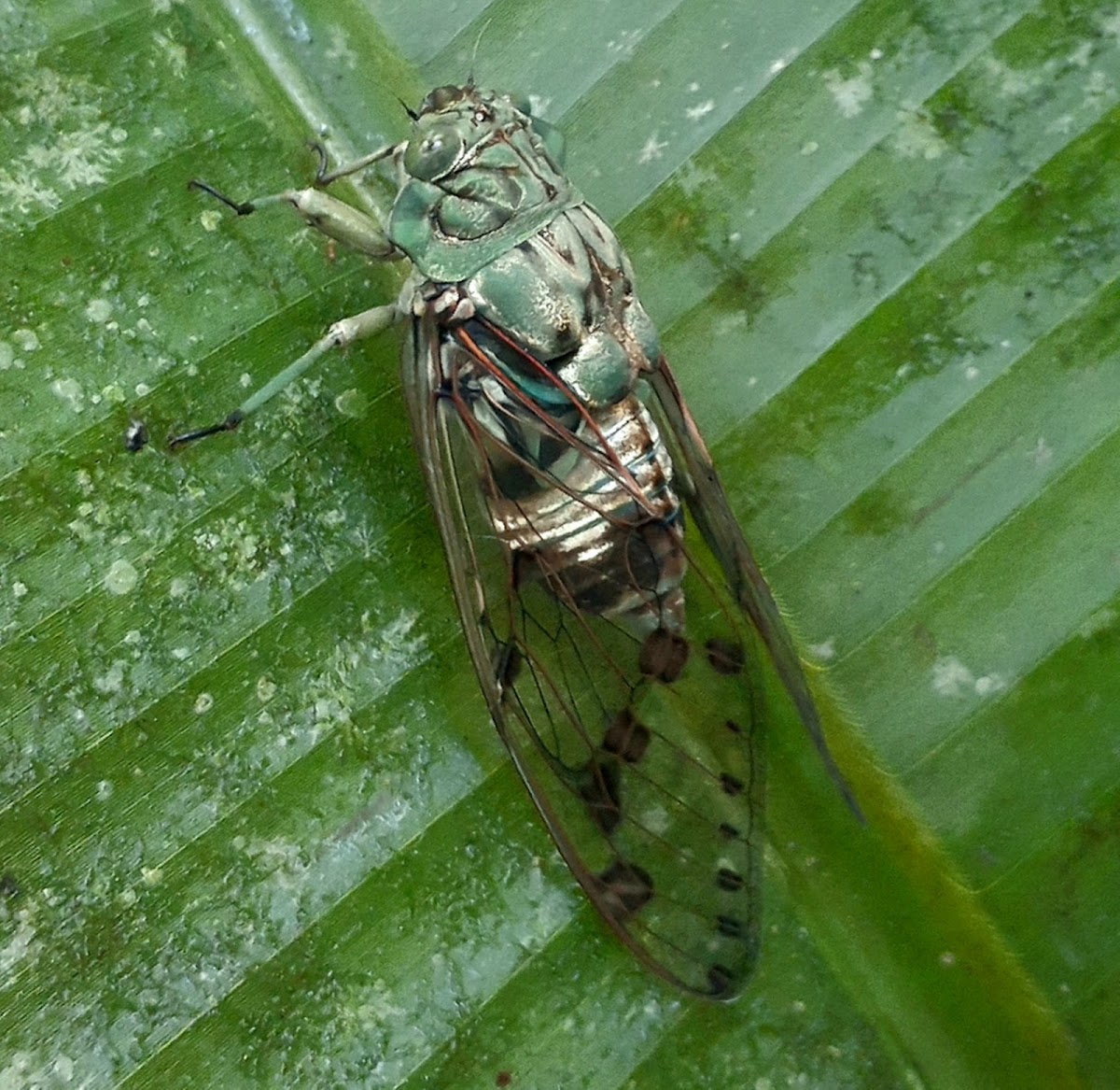 Cicada Zammara