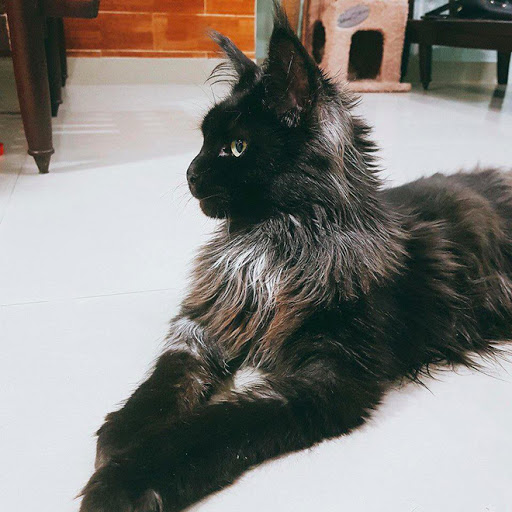Chân dung bé mèo Trấn Xì
