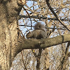 Gray squirrel