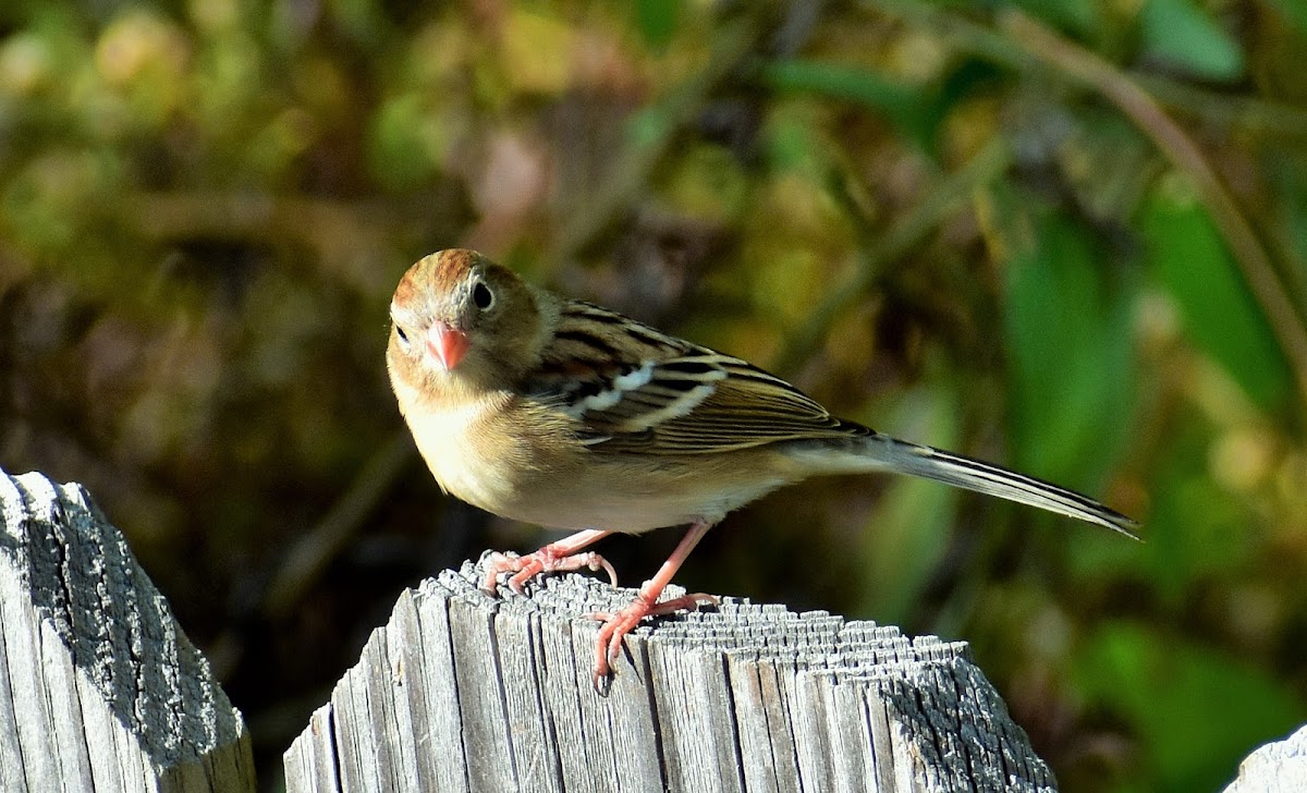 Field Sparrow