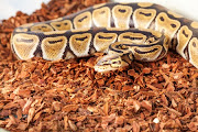 The royal python: not a great pet to keep in your pocket.