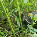 Eastern Box Turtle