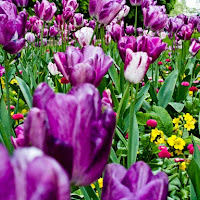 Jardin du Luxembourg au printemps di 