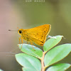 Greenish Palm Dart