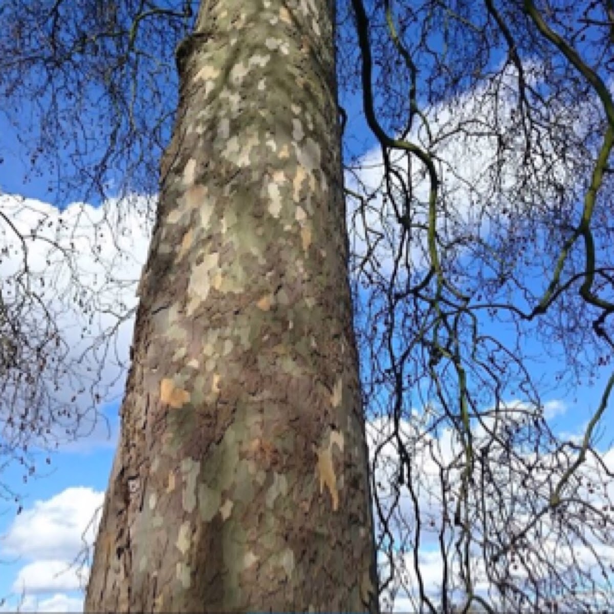 Sycamore tree