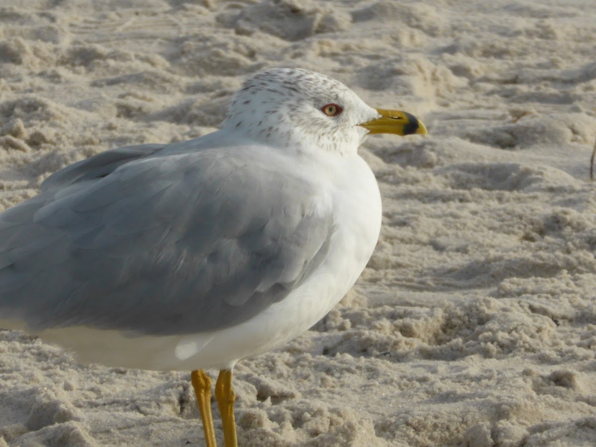 Ring-billed Gull