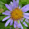 Wandering Fleabane