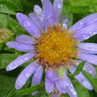 Wandering Fleabane